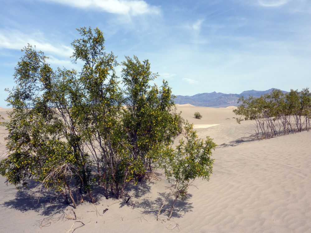 vallée de la mort  (160).JPG